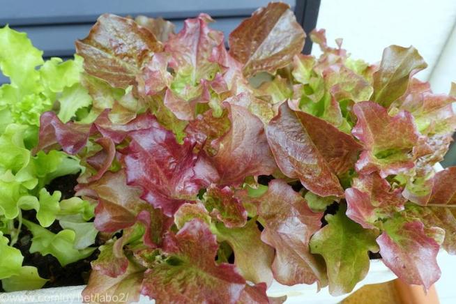 レッドリーフレタス