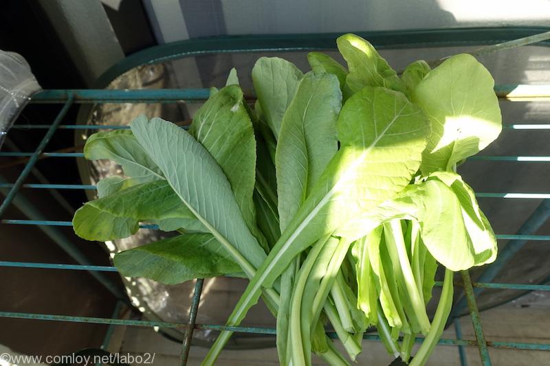 ベランダ菜園 寒さに弱いレタスたち 冬の葉物野菜は難しい Comloy Labo2 プチミニマリストへの道