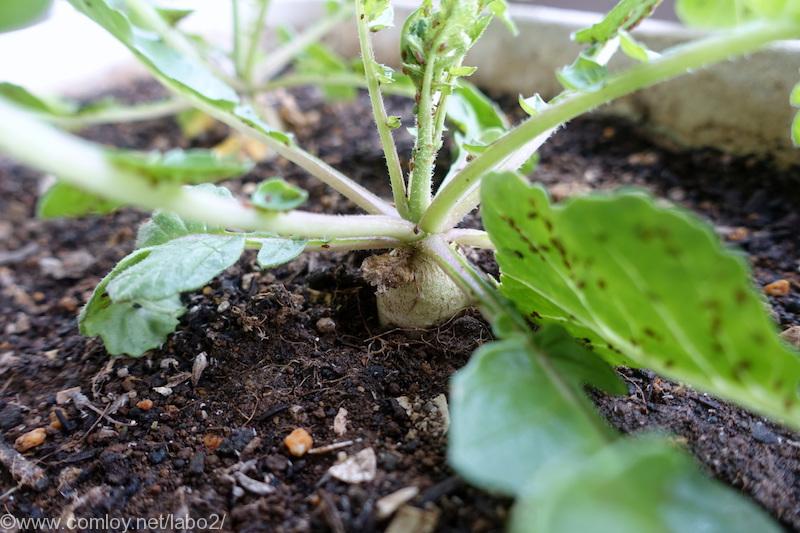 30日大根とアブラムシ