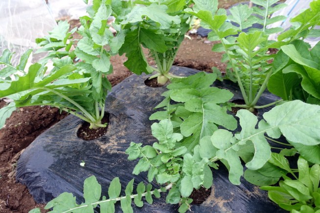 「耐病総太り」、「亀井戸大根」、「早太り聖護院」