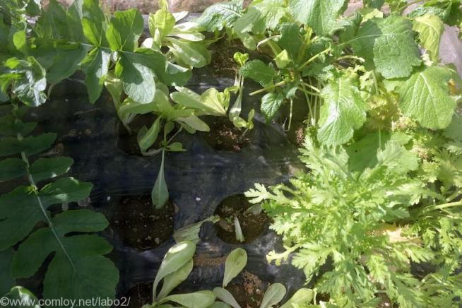 ２畝の大根と葉物野菜畑