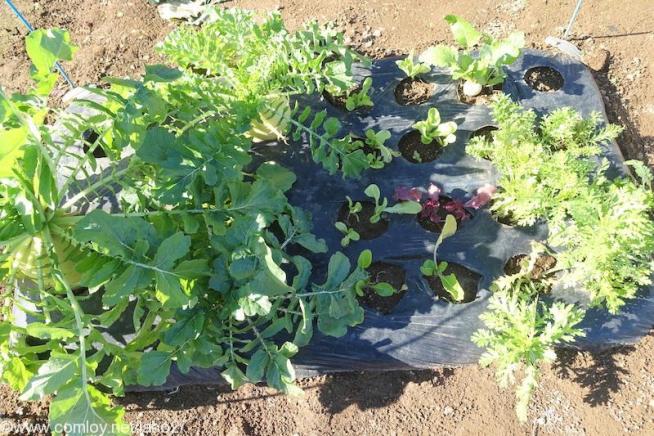 2畝の大根と葉物野菜畑