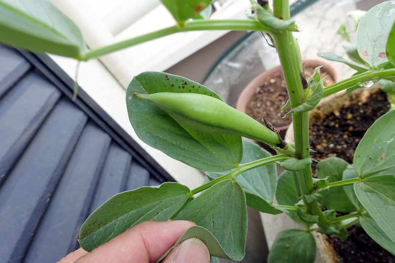 一寸ソラマメの実