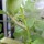 ベランダ菜園 / なんかいると思ったら巨大青虫発見！勝手にソラマメかじるな！
