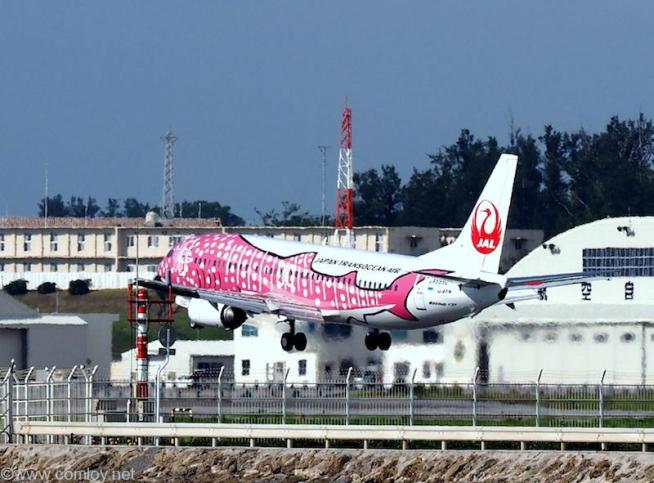 JTA B737　ジンベイジェット