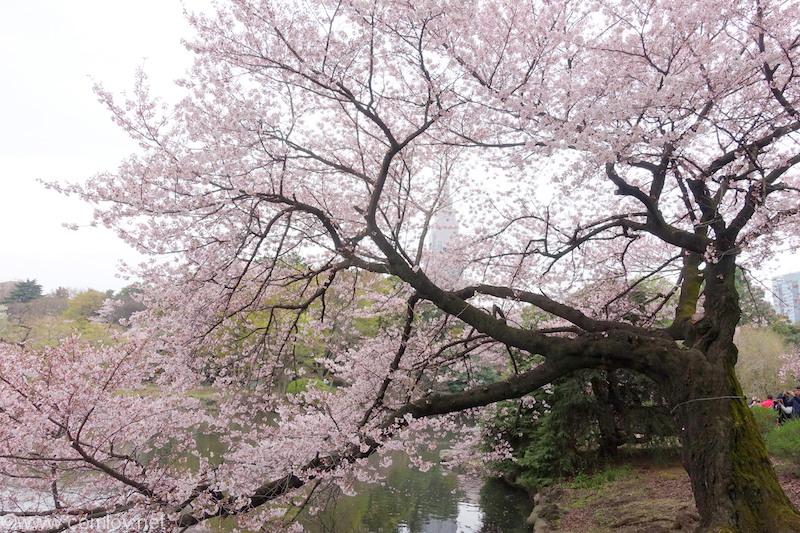 水辺のさくら