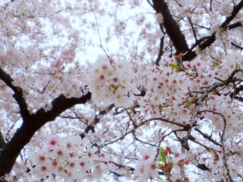 花畑