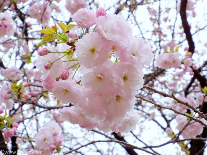 八重桜