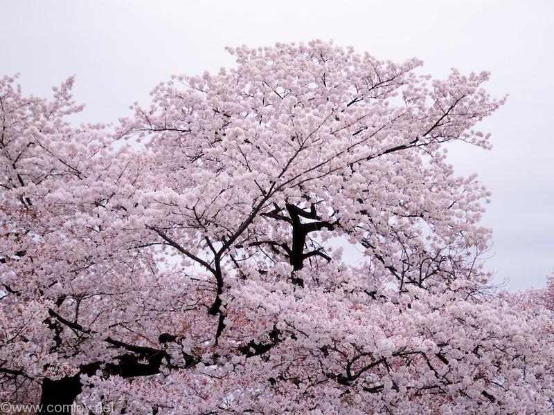 花畑２