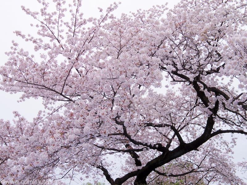 痩せてるけど頑張っちゃう