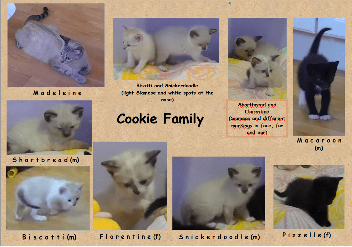 Kitten Rescue Cam - live video, pictures of cute kittens | Explore