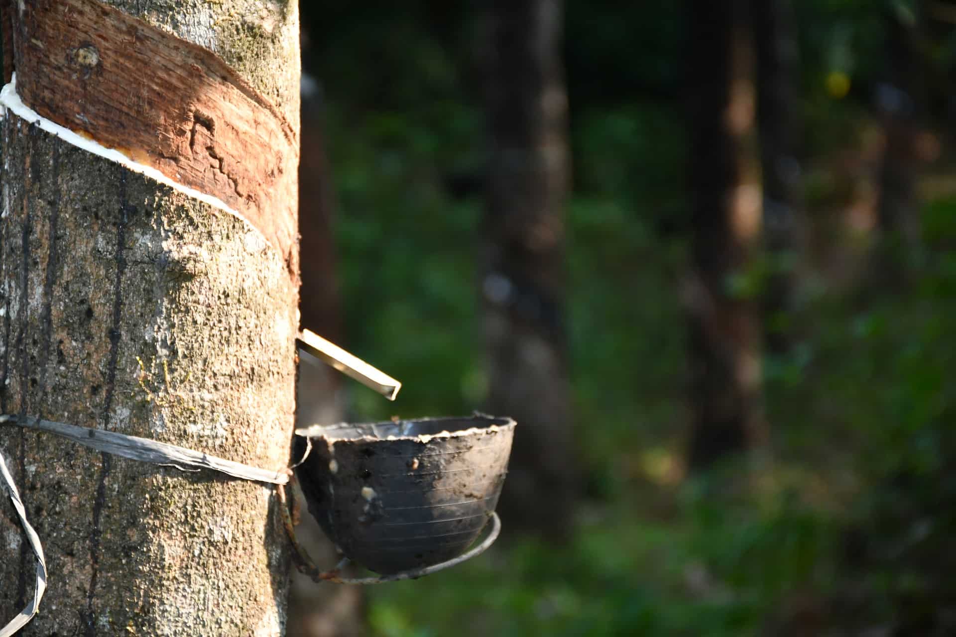 Rubber production: how long will the automobile industry drive prices