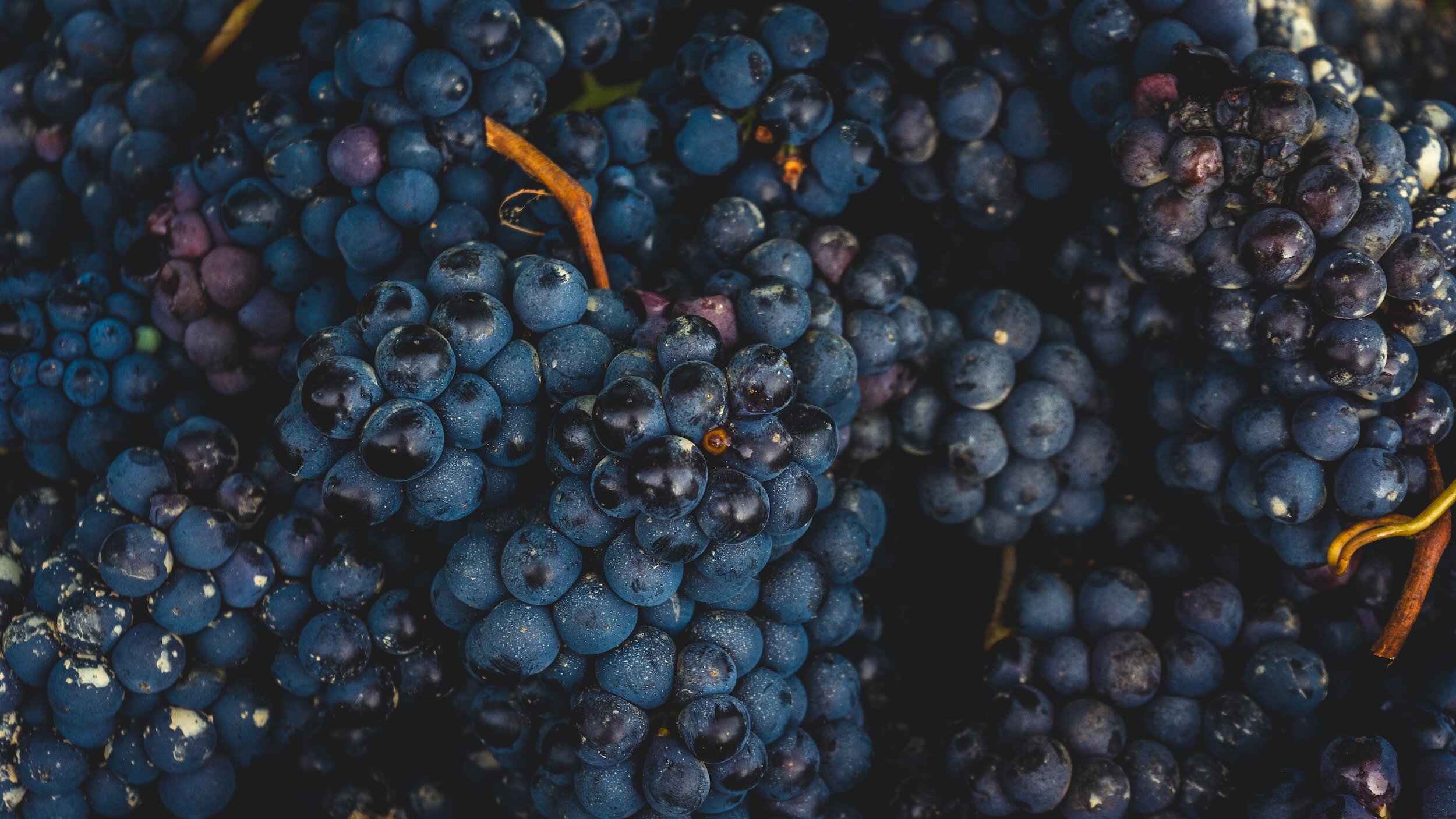 The impossible challenge of being a new grape