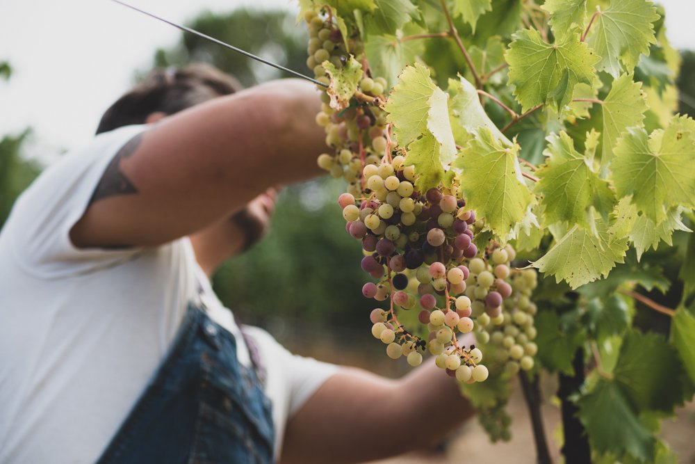 Meet the Don Quixote of California wine