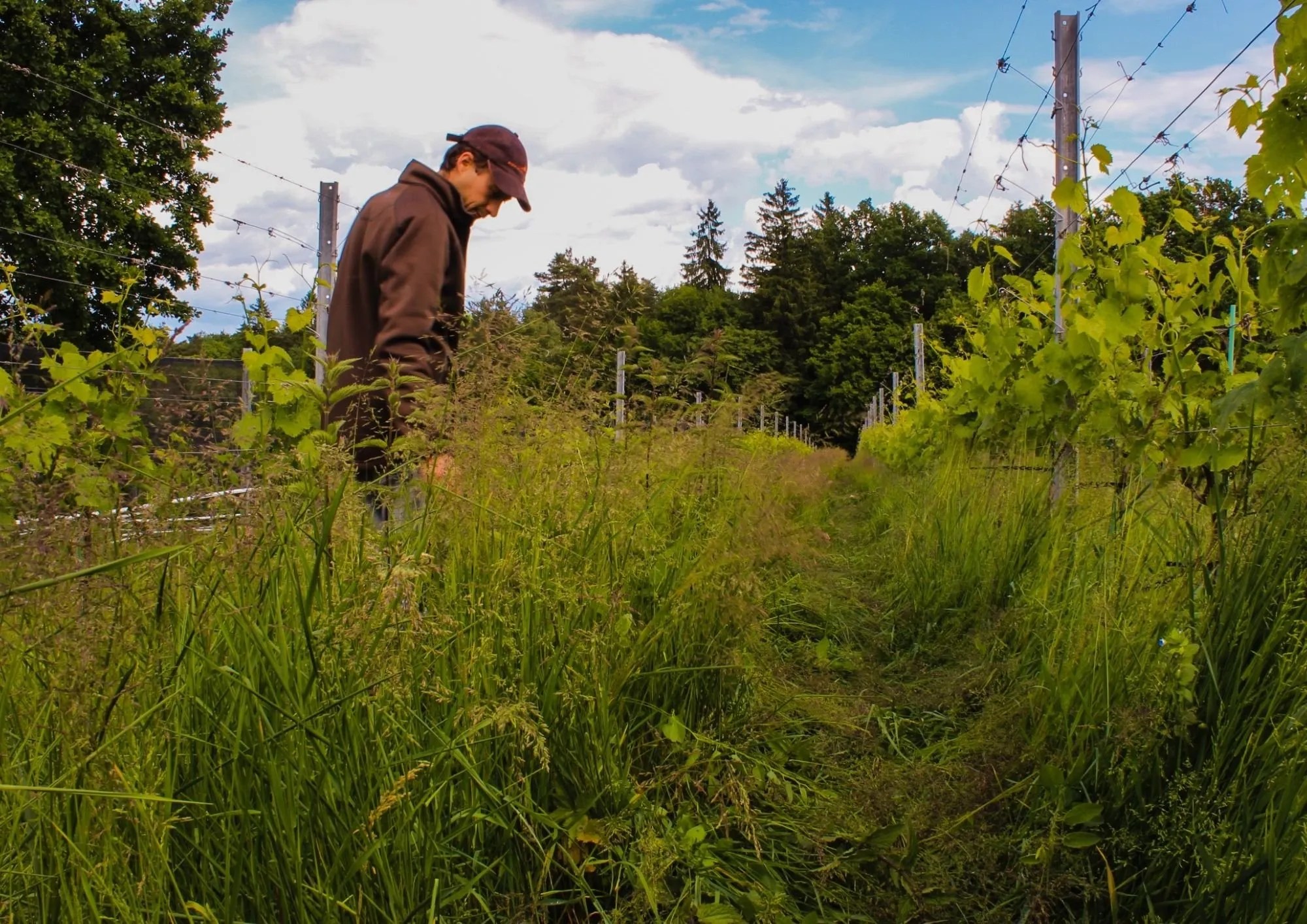 ‘We will not grow European varieties again’