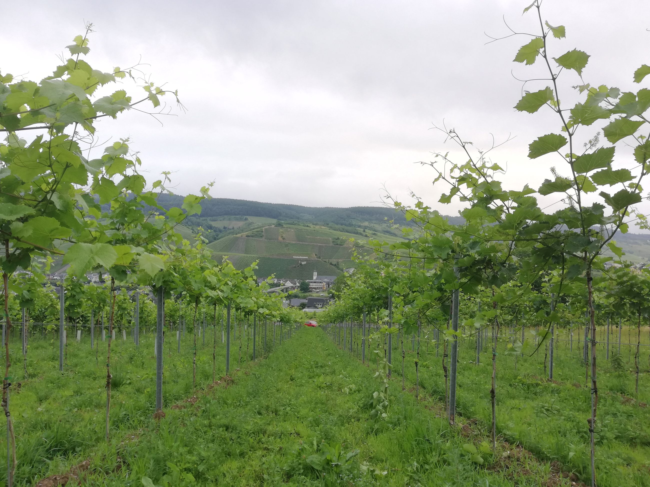 Riesling just got a few new neighbors