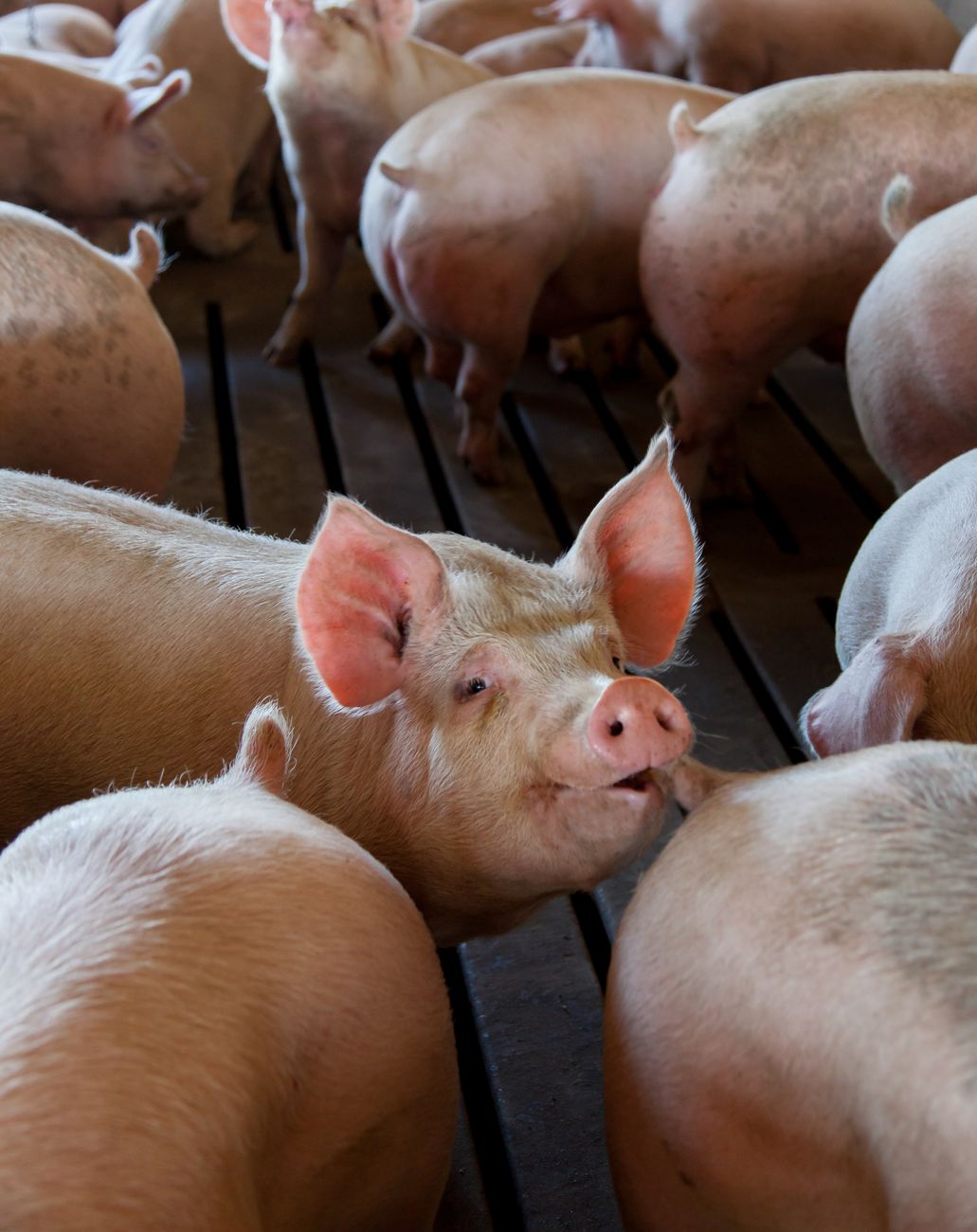 An early look at a Congressional food fight