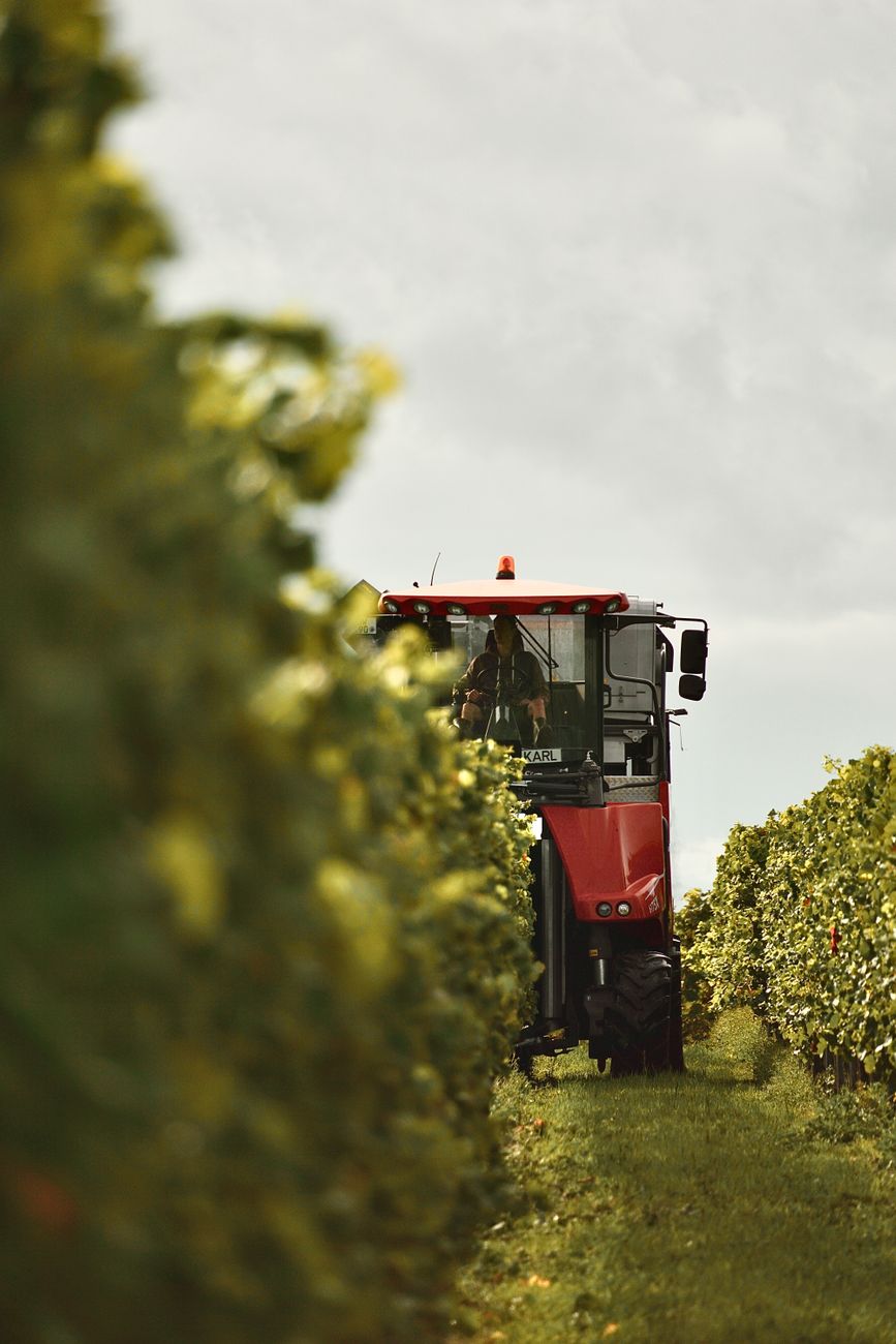 The economics holding hybrid grapes back