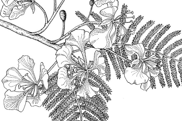 樹木花葉細節插畫