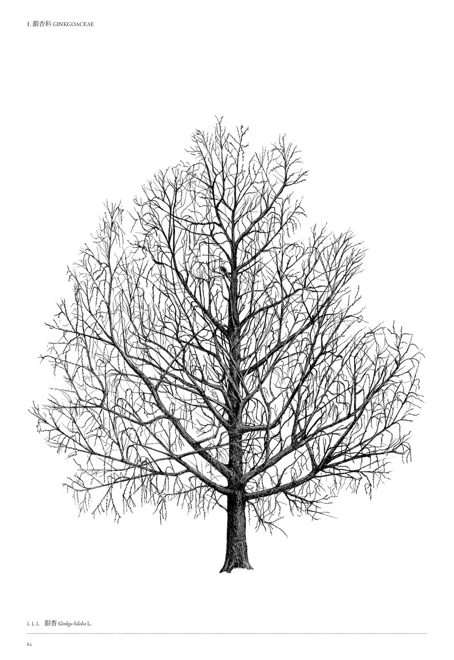 樹木細緻插畫書頁 1