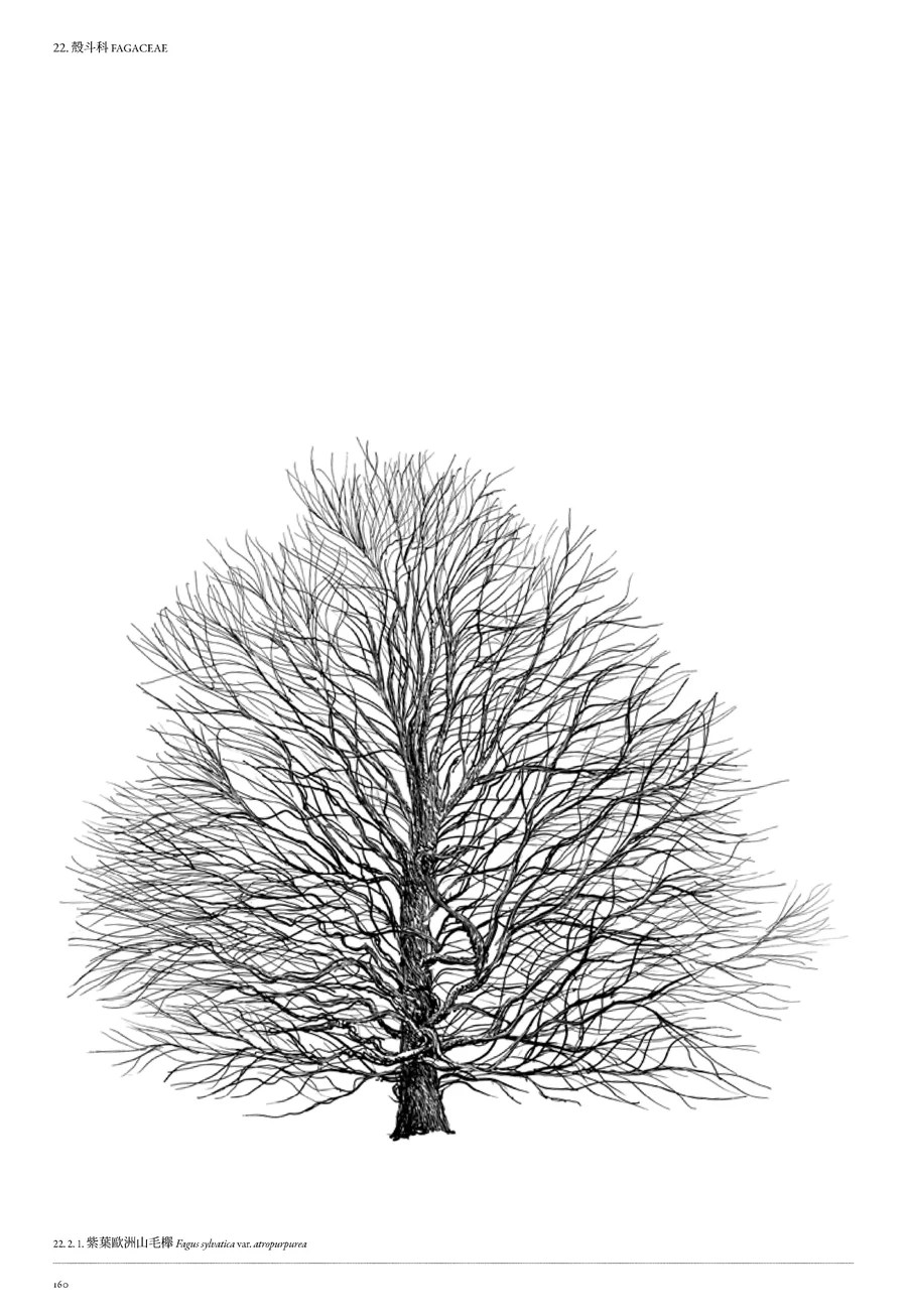 樹木細緻插畫書頁 5
