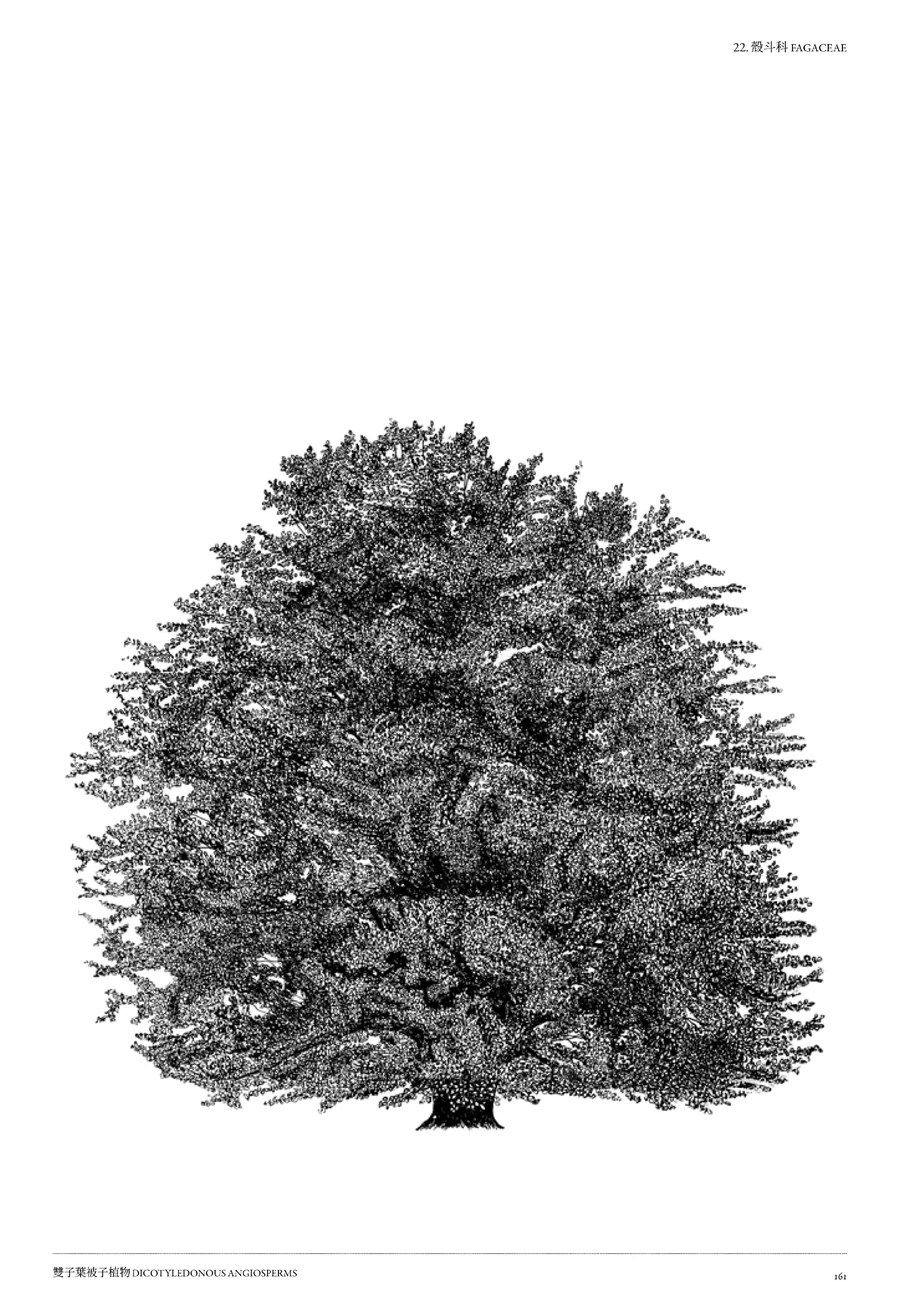 樹木細緻插畫書頁 6