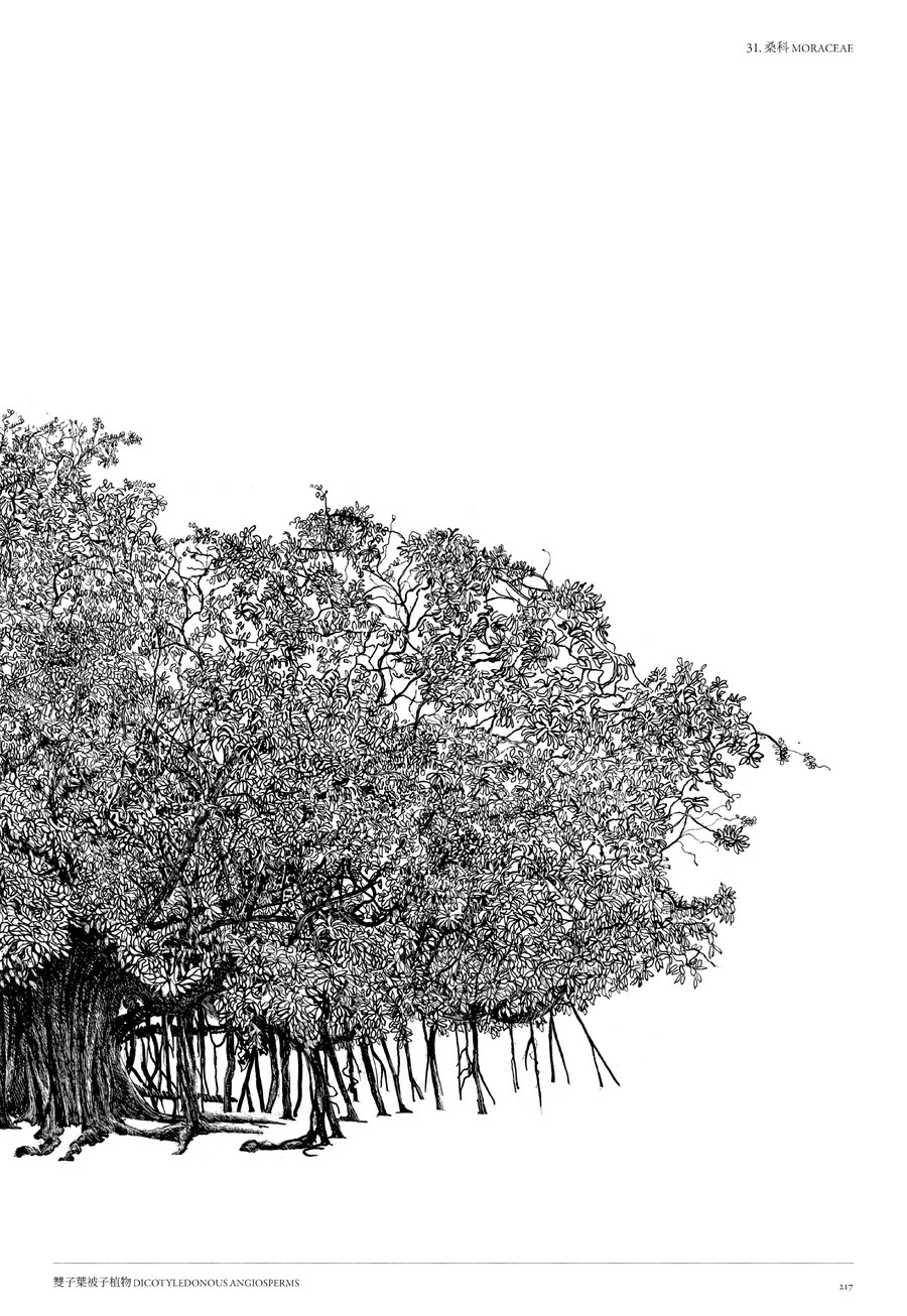 樹木細緻插畫書頁 8