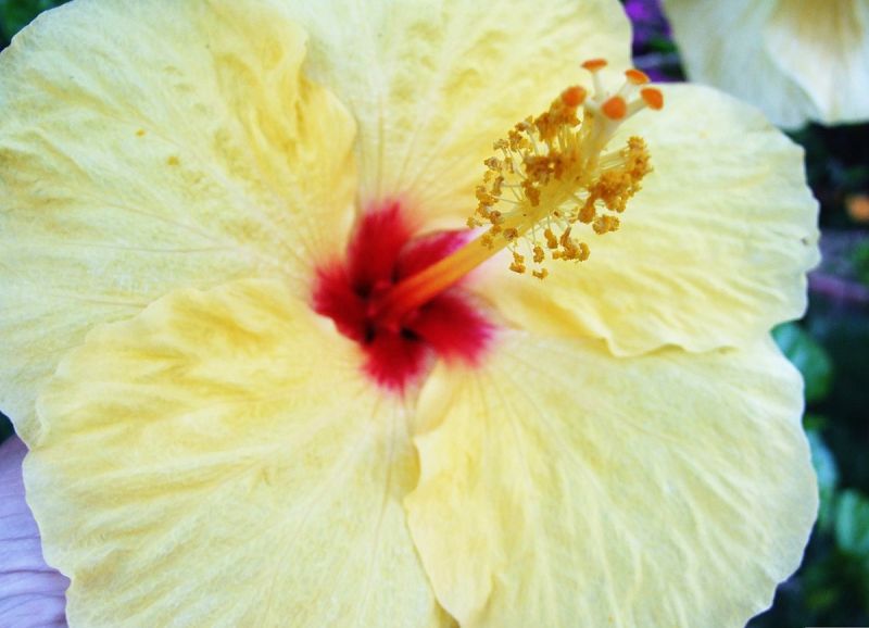 Programmes The Commons Conservancy - High Resolution Nature Pictures for Desktop