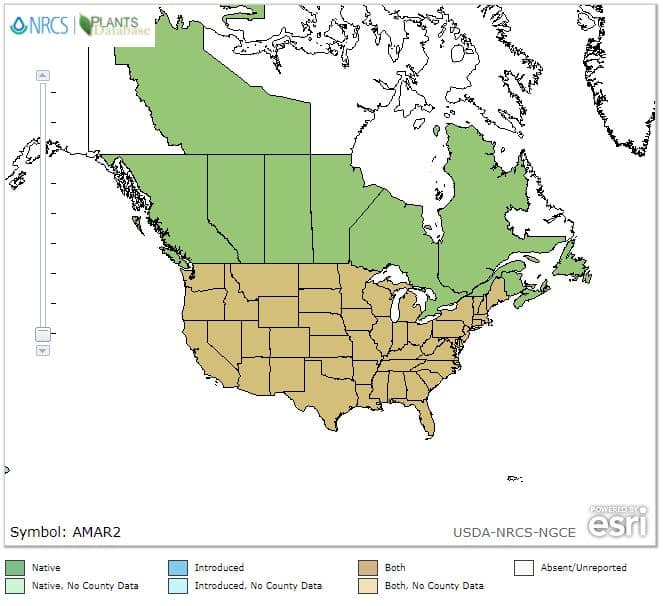 Ragweed Alert US Allergy Season Heats Up Ragweed USDA Range Map 