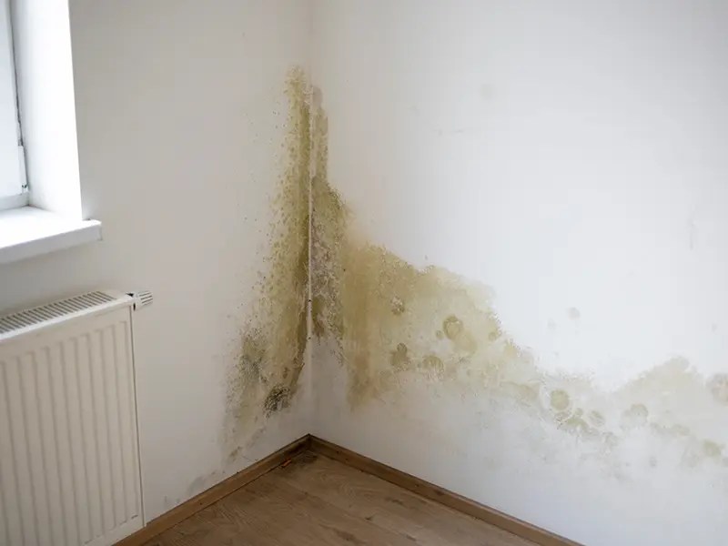 Mold Inspection Image