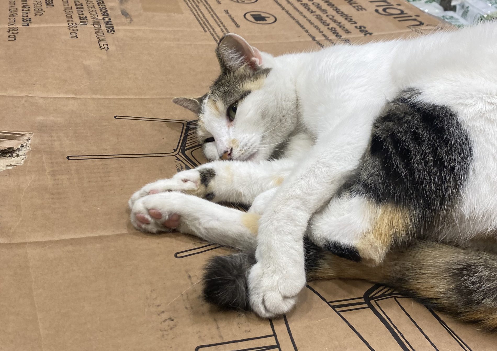 Francine the Lowe’s cat has been found