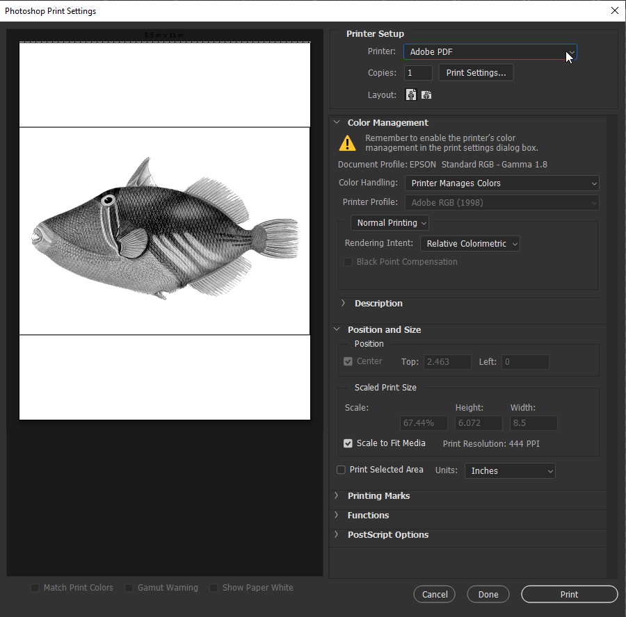 Newbie With Print Issue - Adobe Support Community - 12596521