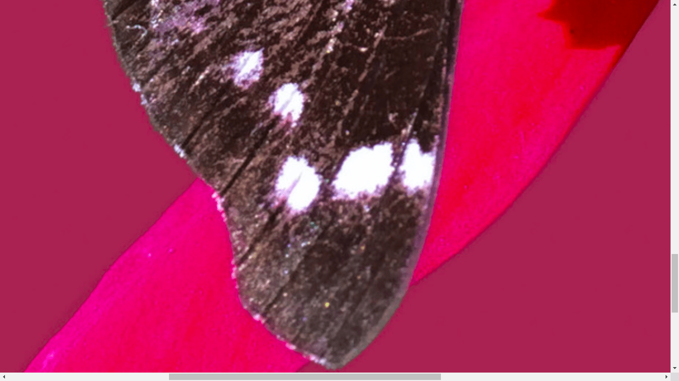 Solved: Photos Rejected - Adobe Community - 13883222