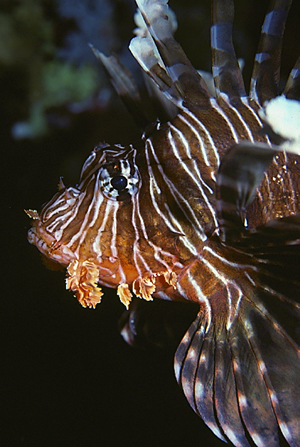 Why Adobe Stock Reject Good Photos? - Adobe Community - 15230509