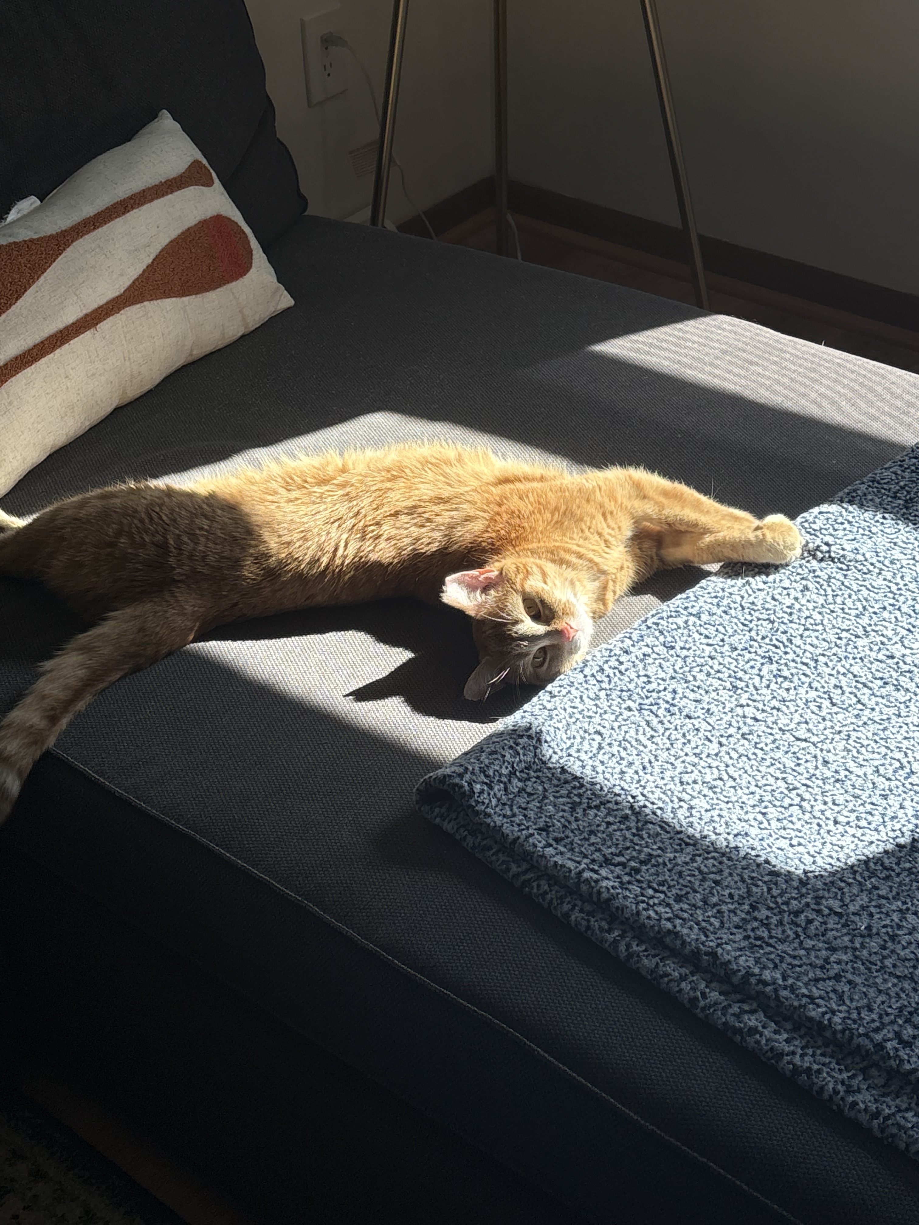 Daisy’s (formerly Faye) Happy Tail