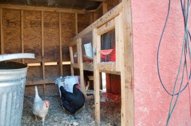brooder quail chicken coop brooding hen broody area hutch box chickens wooden portable tags own