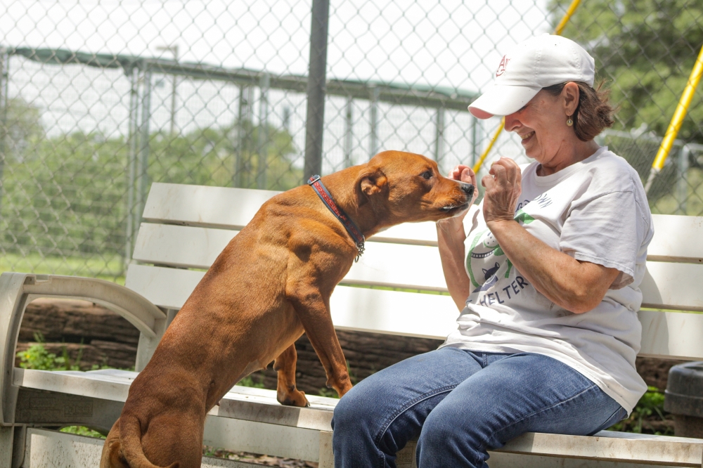 Flower mound animal shelter volunteer