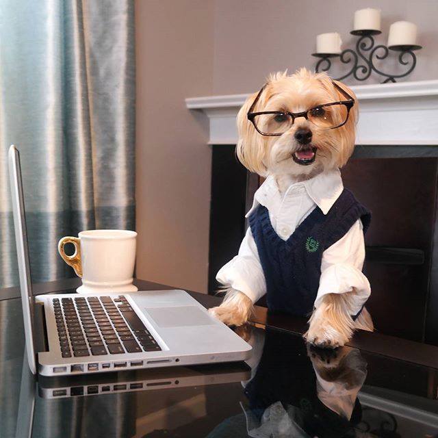 Razones Por Las Que Adoptar Un Perro Tras La Jubilacion Como Educar A Un Cachorro