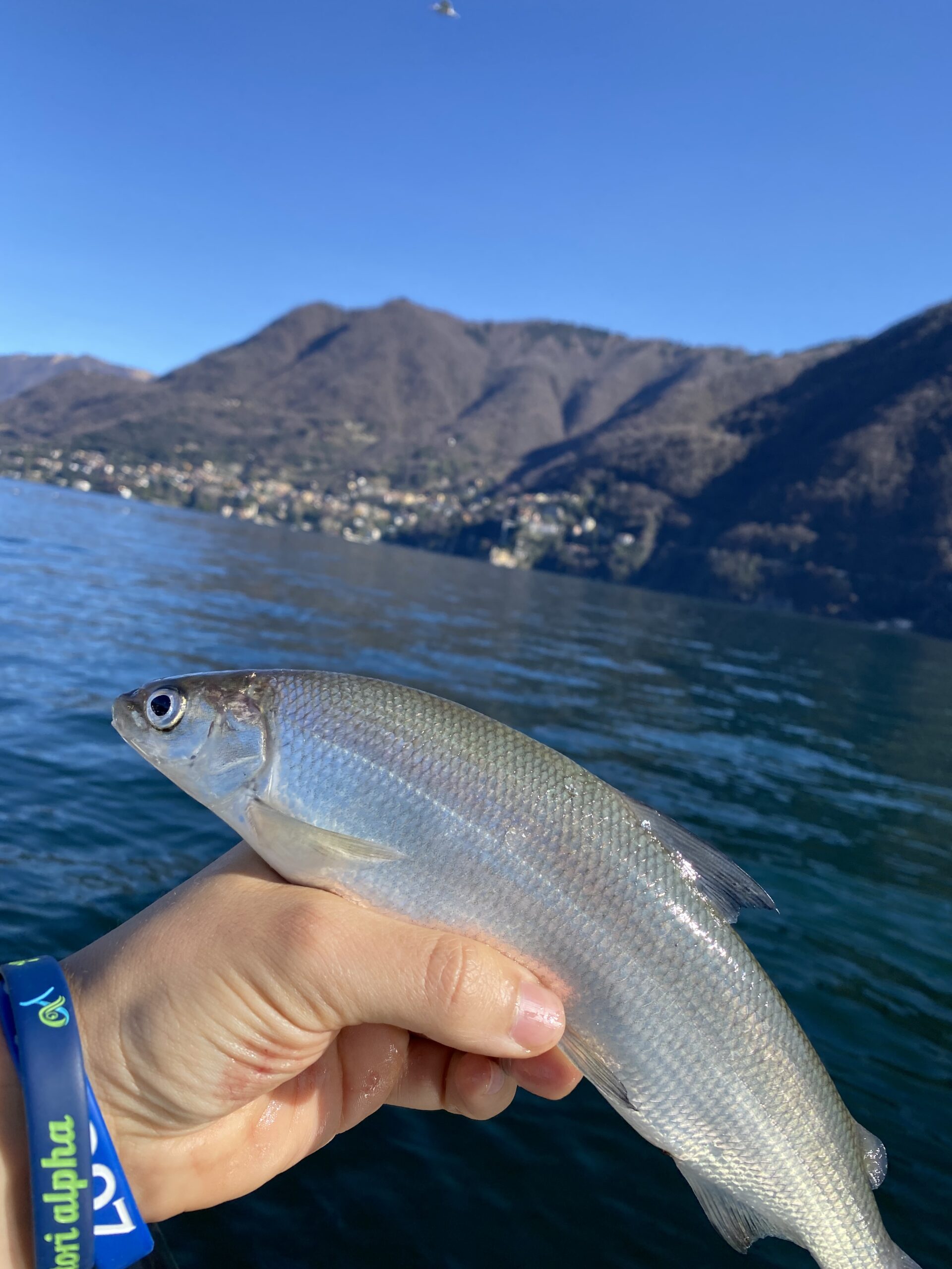 Whitefish fishing on Lake Como