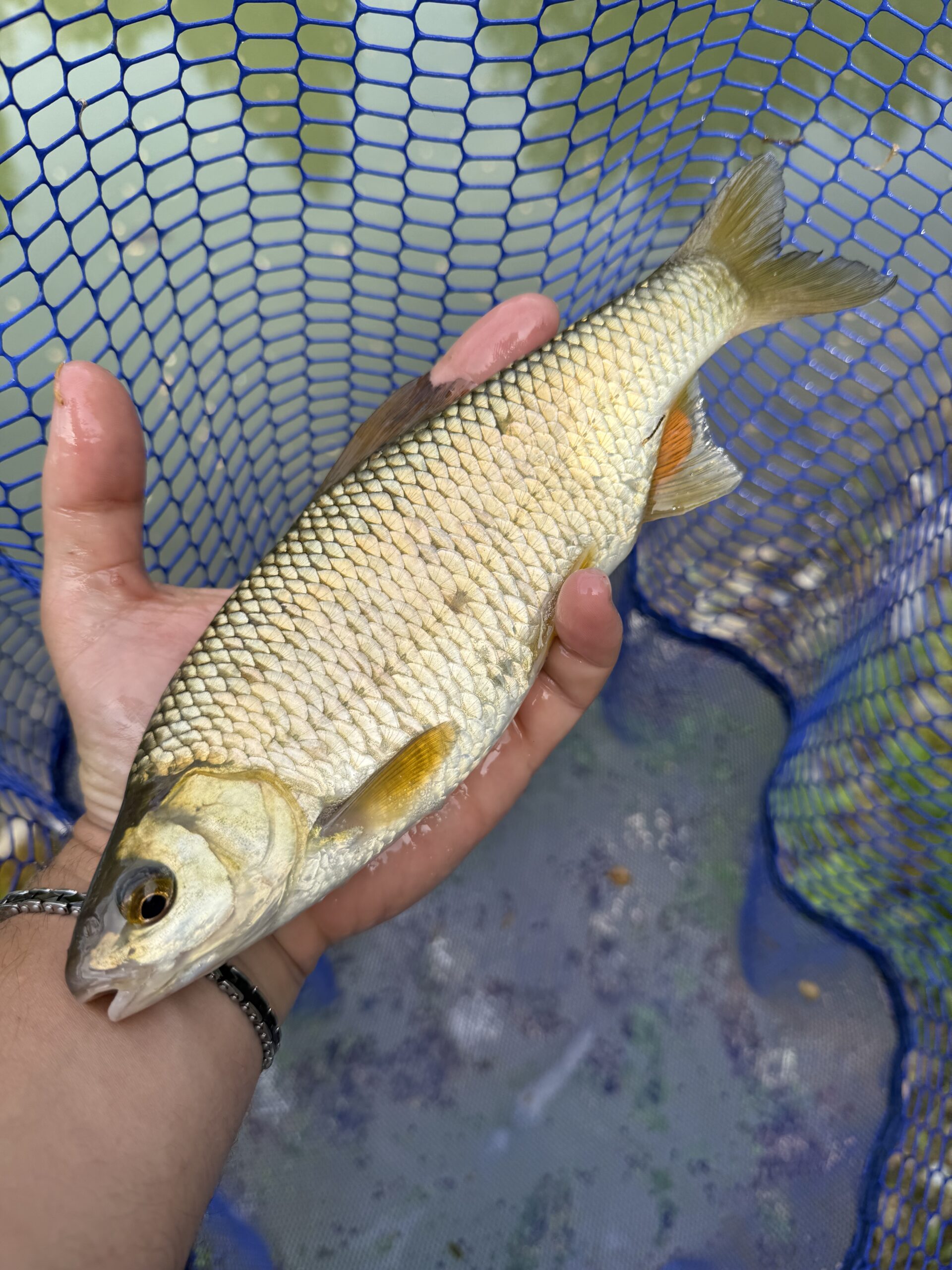 Roach Fishing on Lake Como