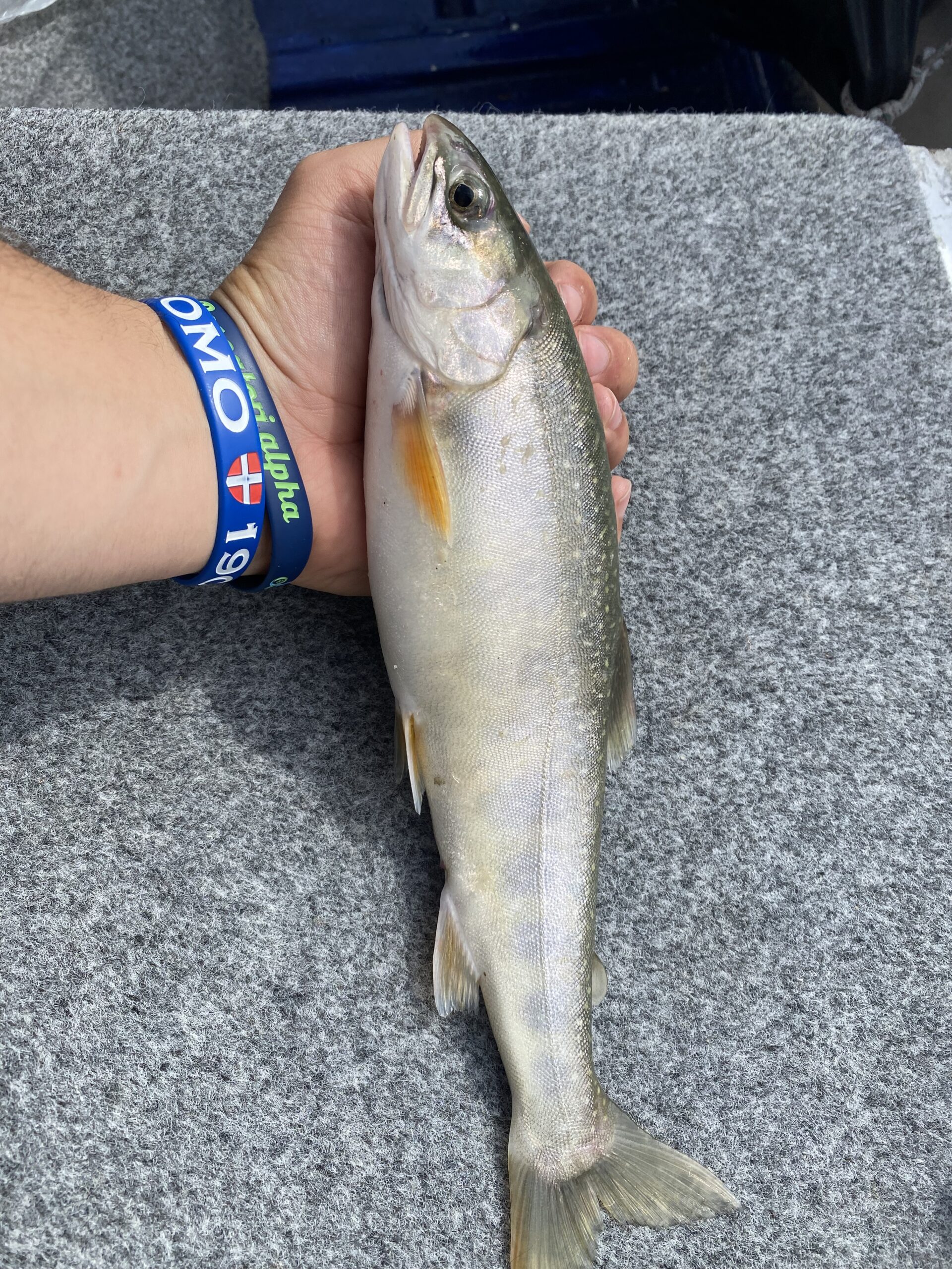 Arctic Char fishing on Lake Como