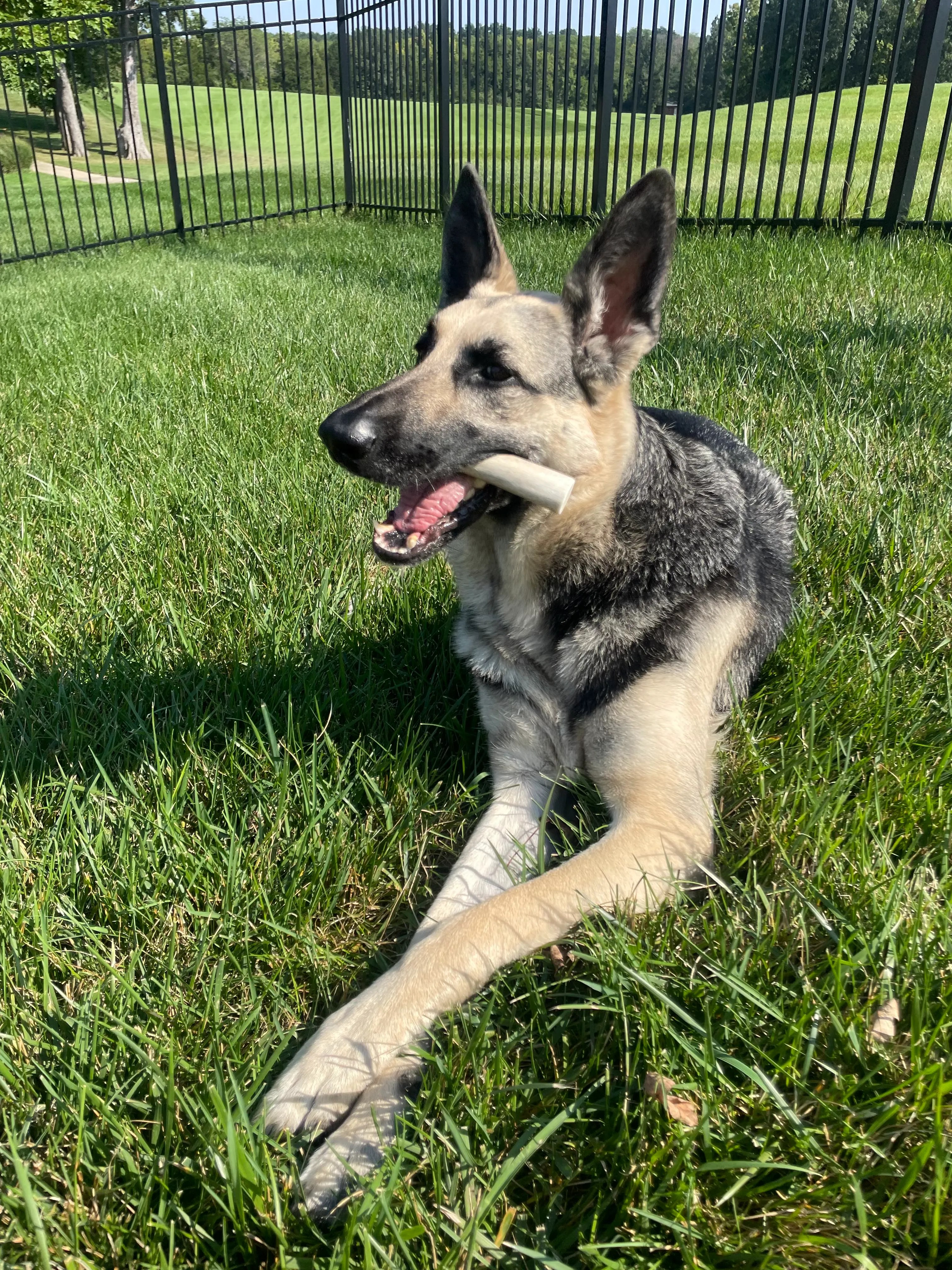 German Shepherd chewing a natural dog treat outdoors