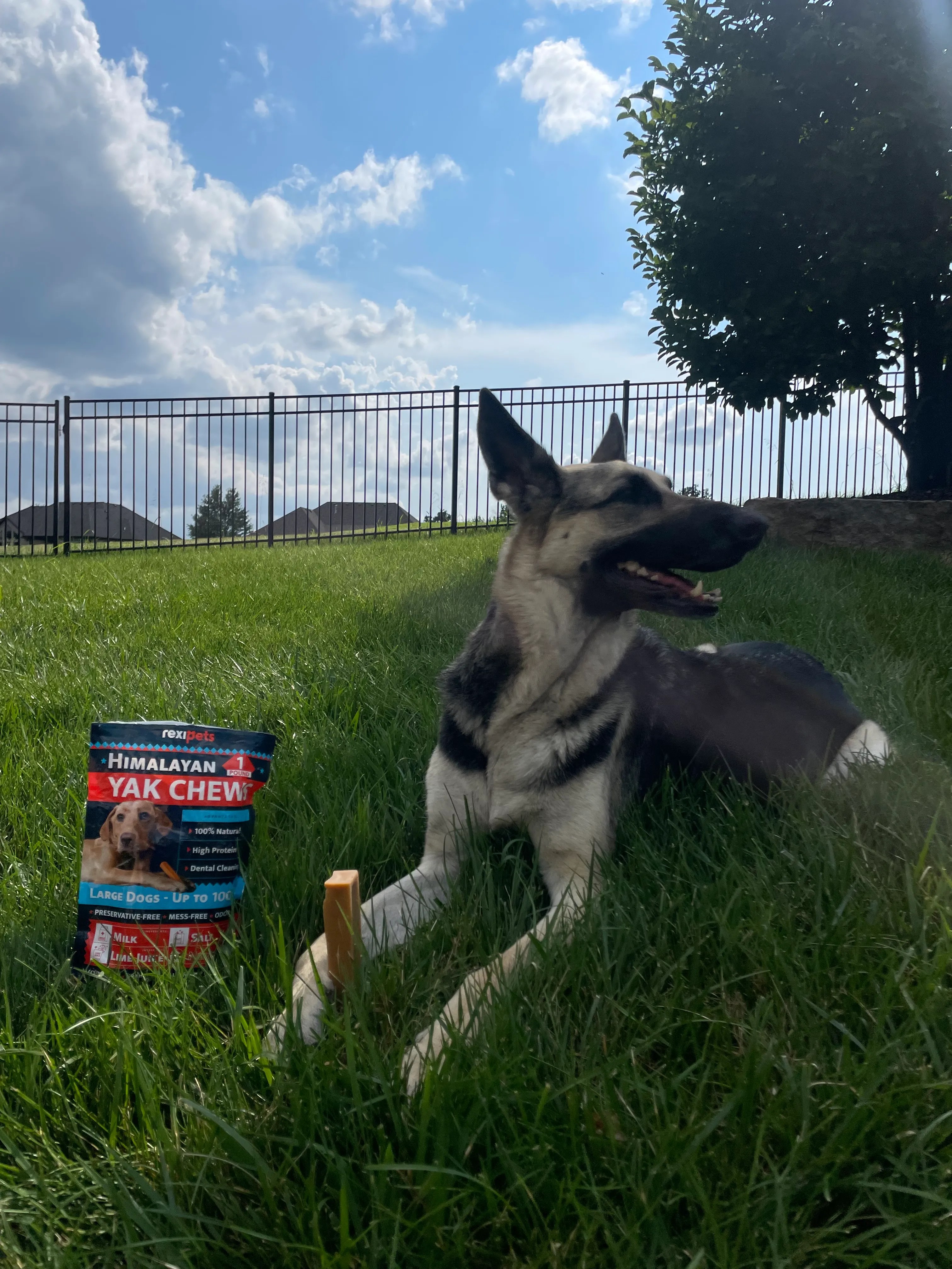 German Shepherd relaxing outdoors with a Rexipets Himalayan Yak Chew.