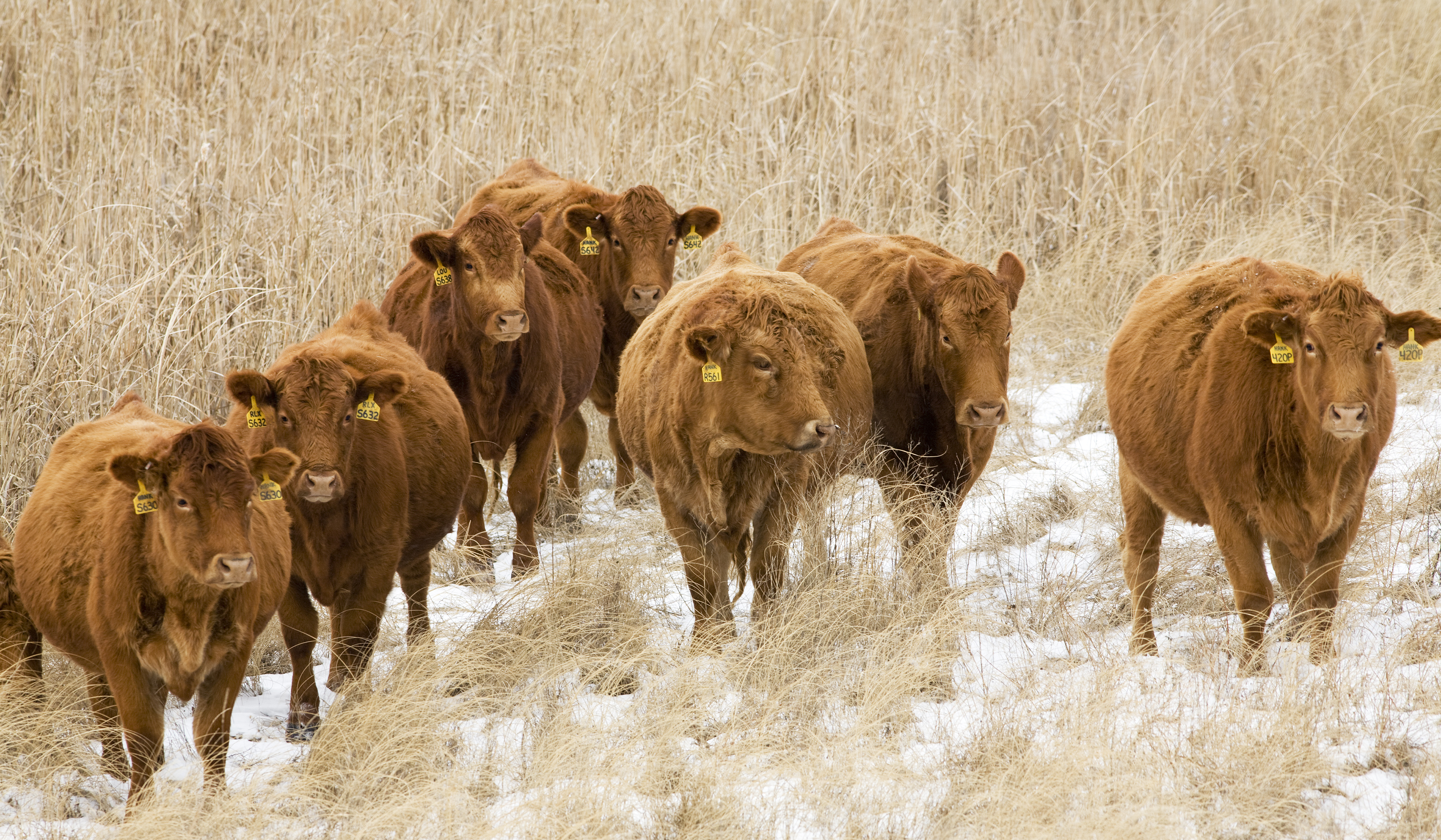 Courts’ Findings That Checkoff Activities and Speech Are Those of the ...