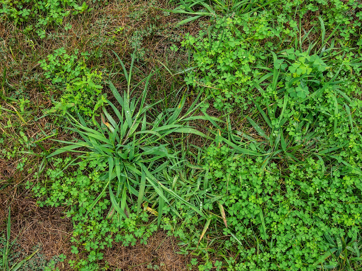 What you need to know about weed management