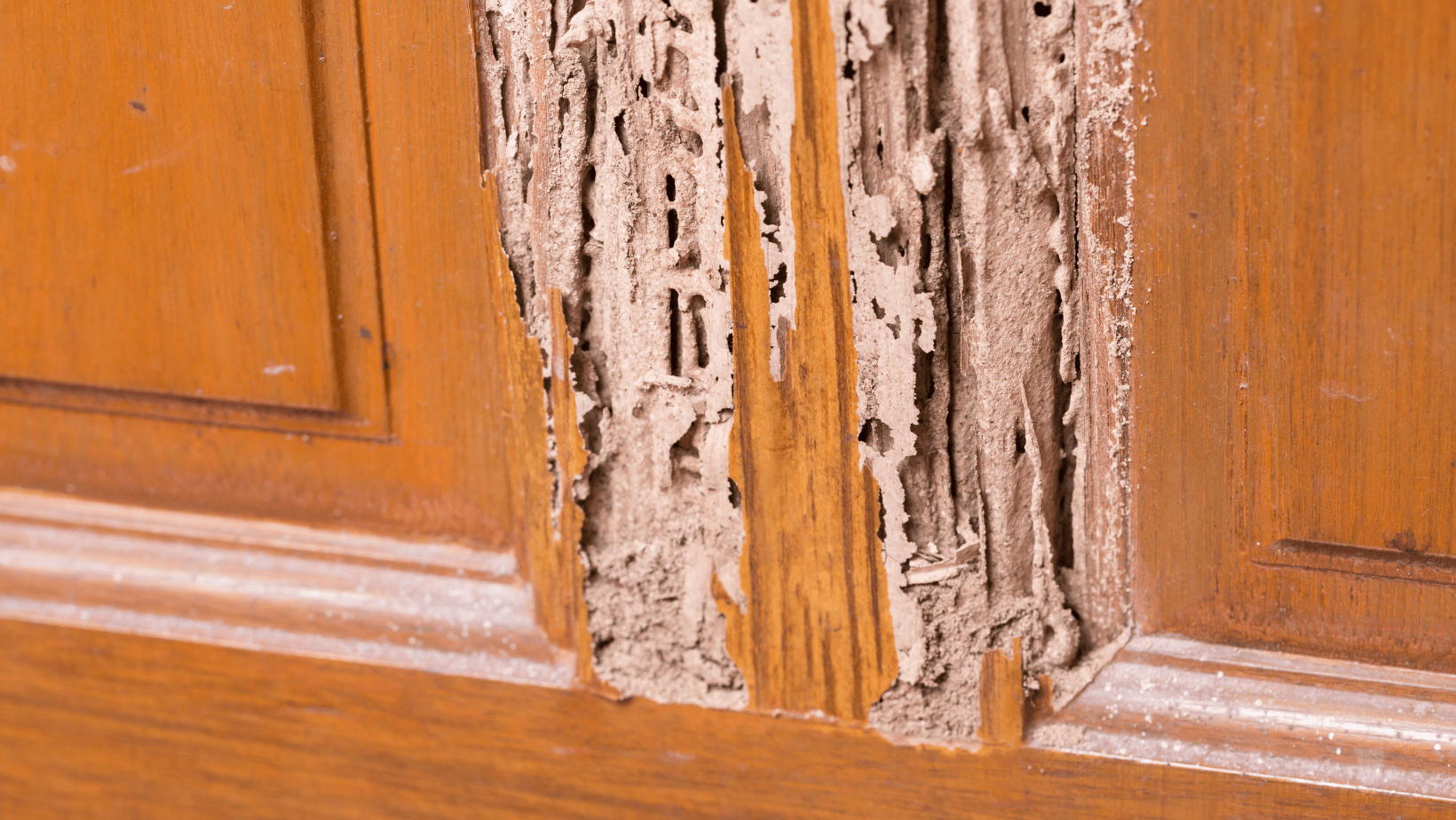 Home damages from termites
