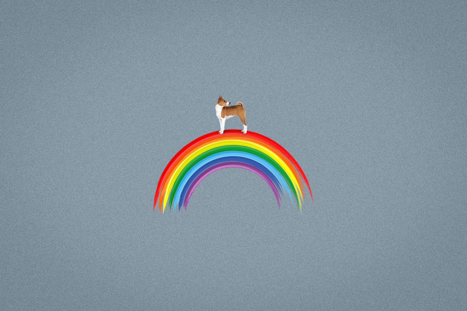 A small dog on a rainbow