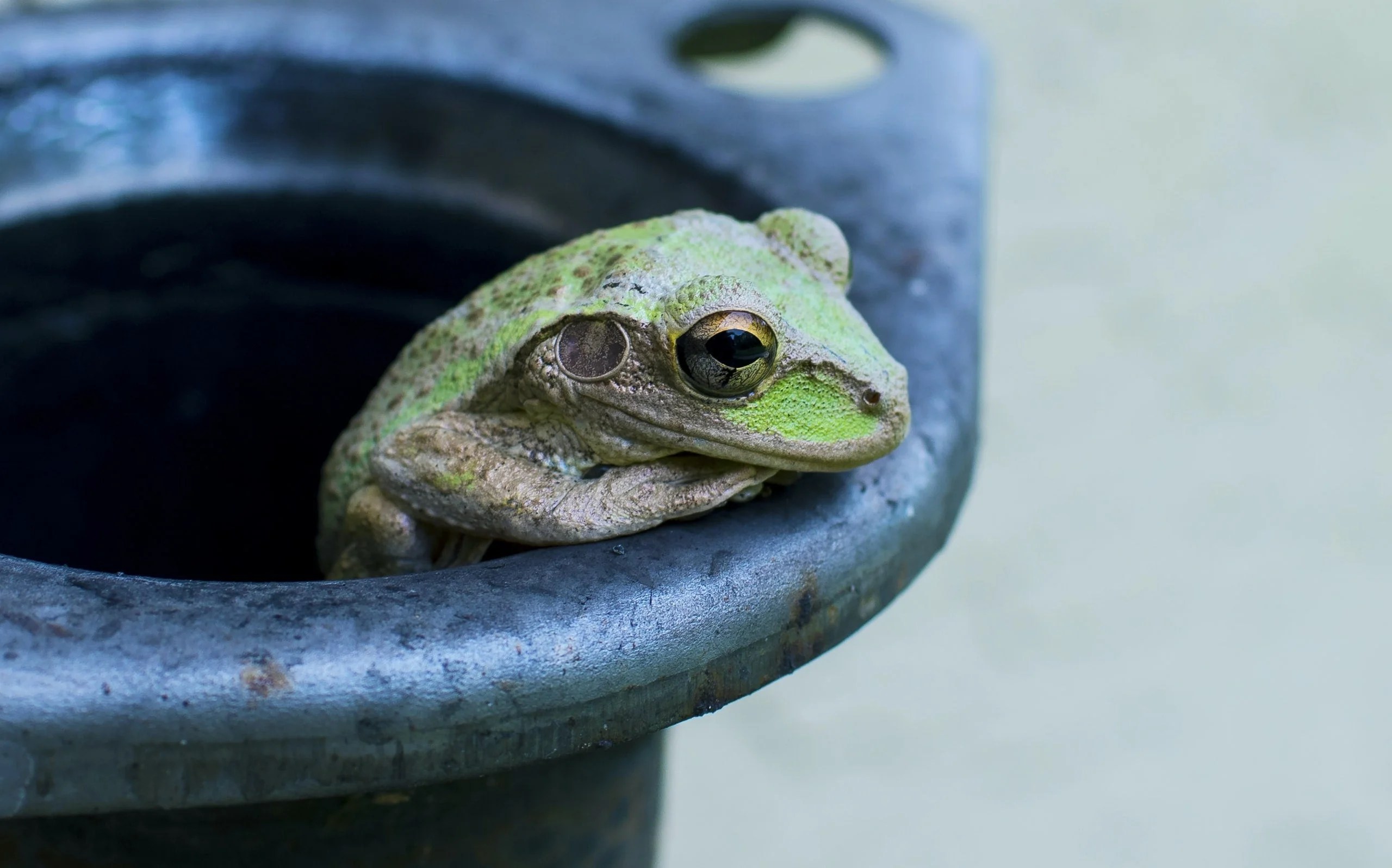 Bereits ab 120,97 € ✓ große shopvielfalt ✓ testberichte & meinungen ✓ | jetzt didiesse frog revolution günstig kaufen bei idealo.de. New Research Why Do Some Frogs Have Teeth