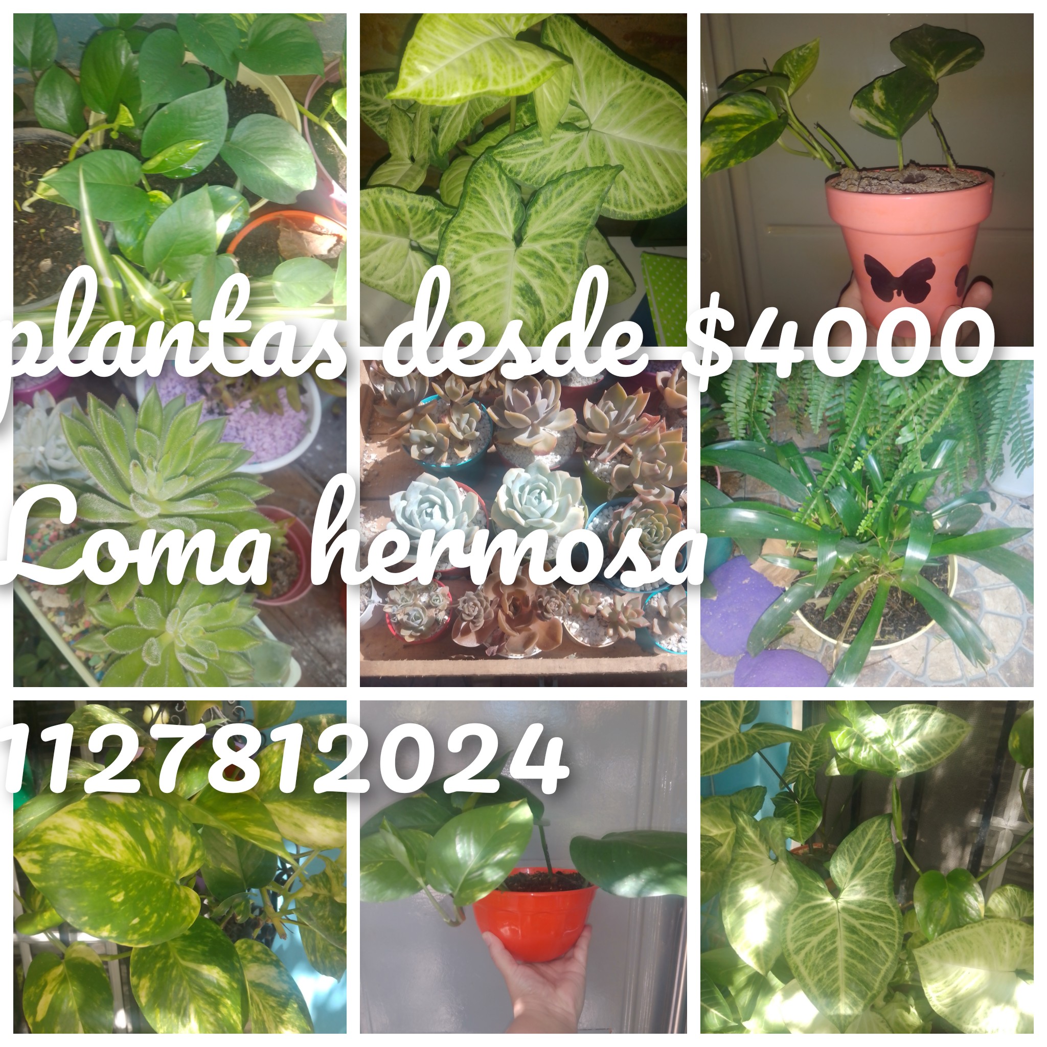 InFrame_1739990763512