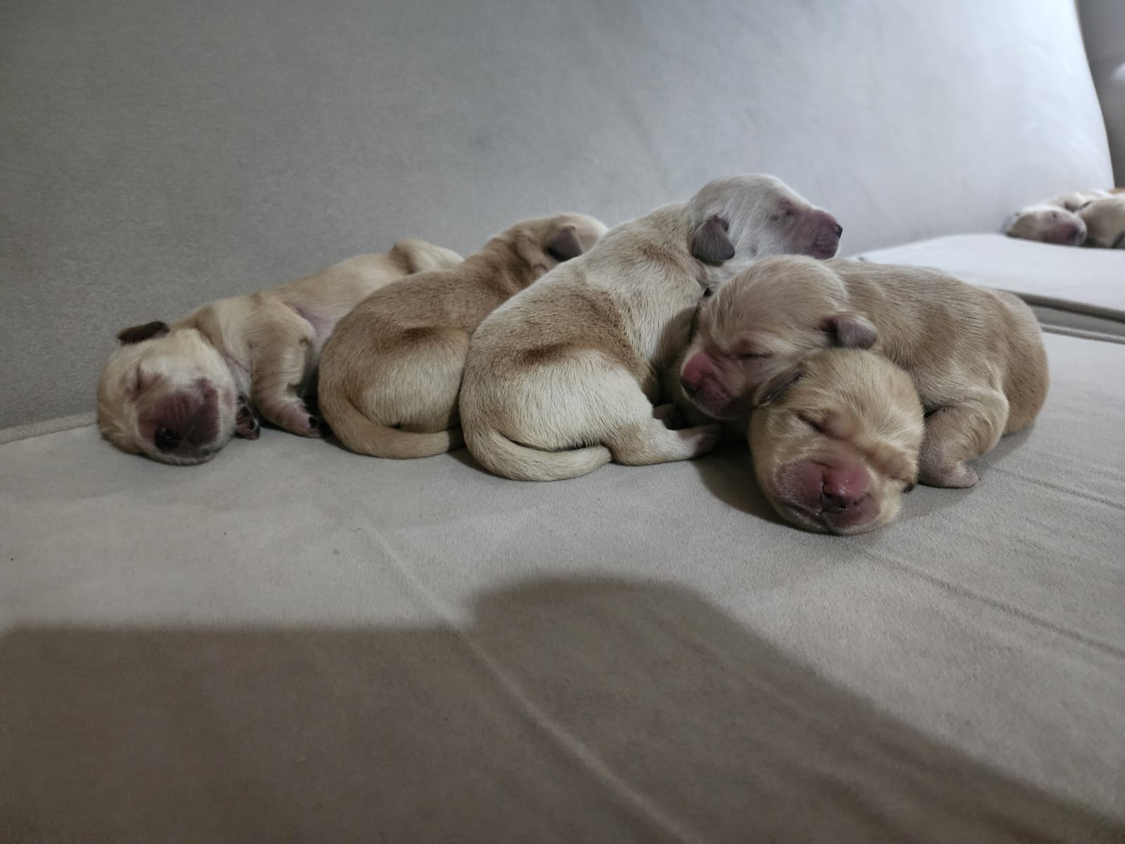 nenes2